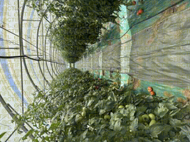 Thrips sur culture de tomates sous abri